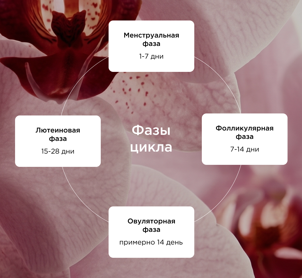 Фазы цикла