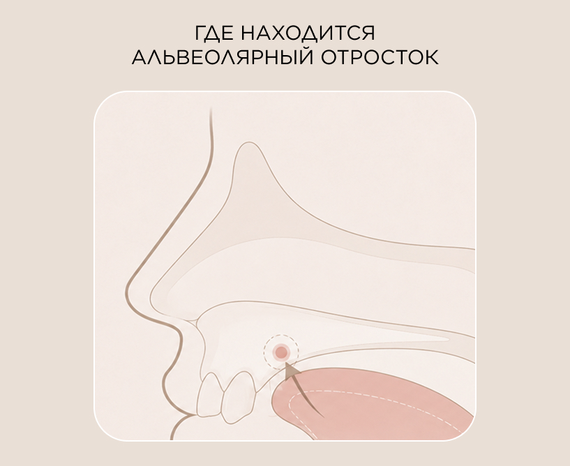 Где находится альвеолярный отросток
