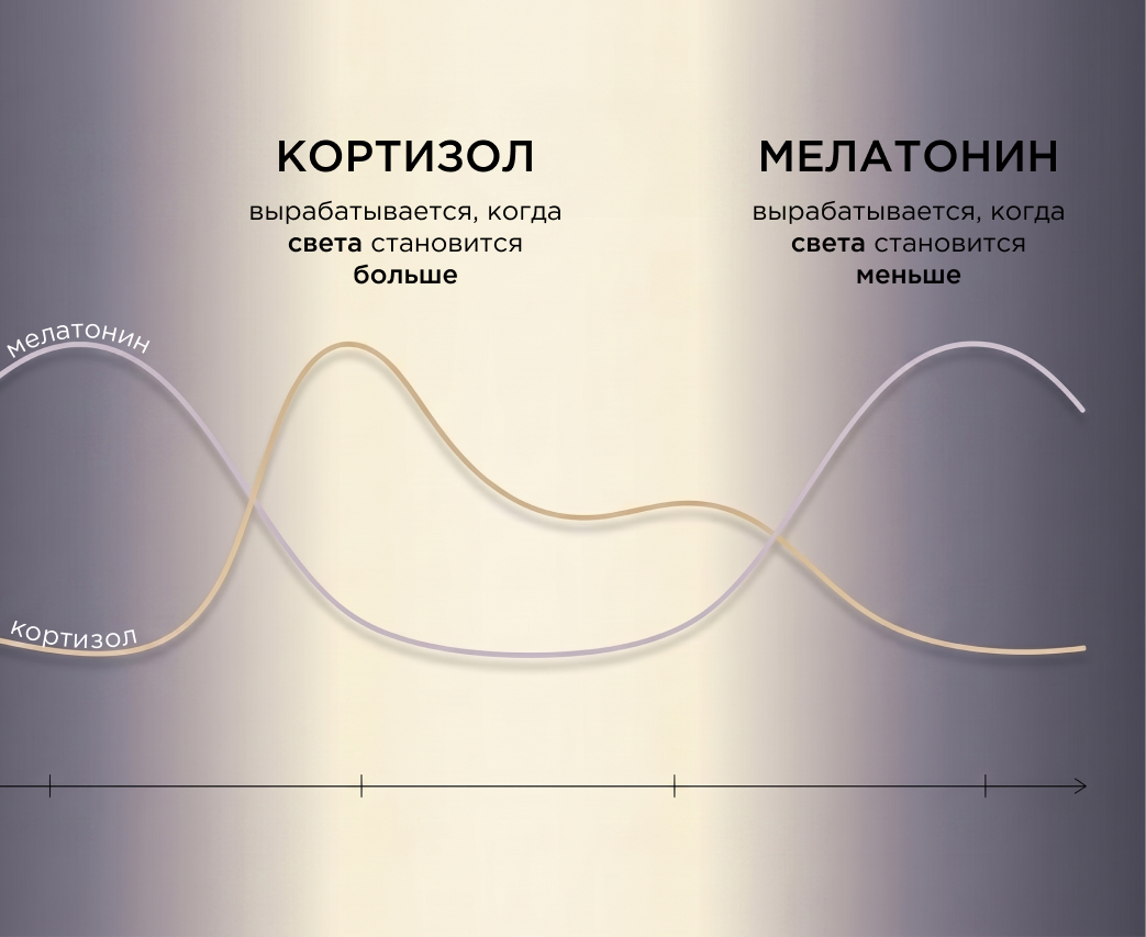 Как работают циркадные ритмы