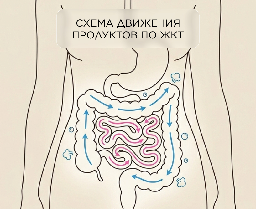 Схема движения продуктов по ЖКТ