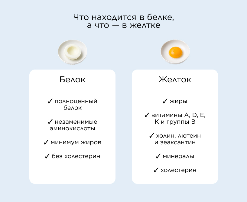 Что находится в белке, а что — в желтке