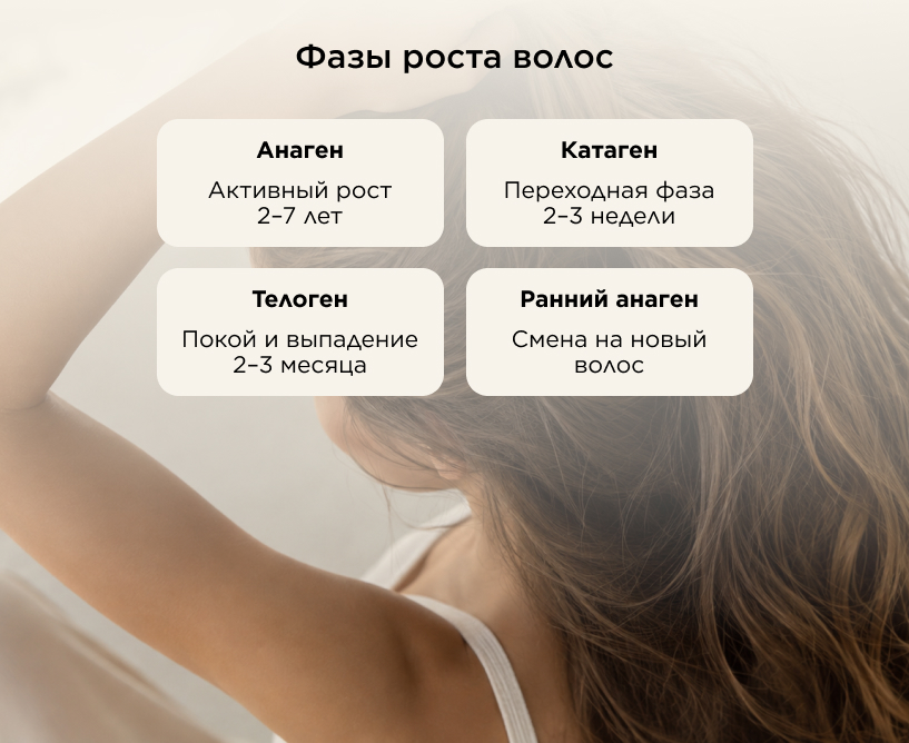 Фазы роста волос