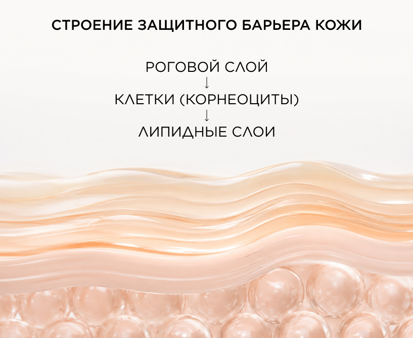 Строение защитного барьера кожи