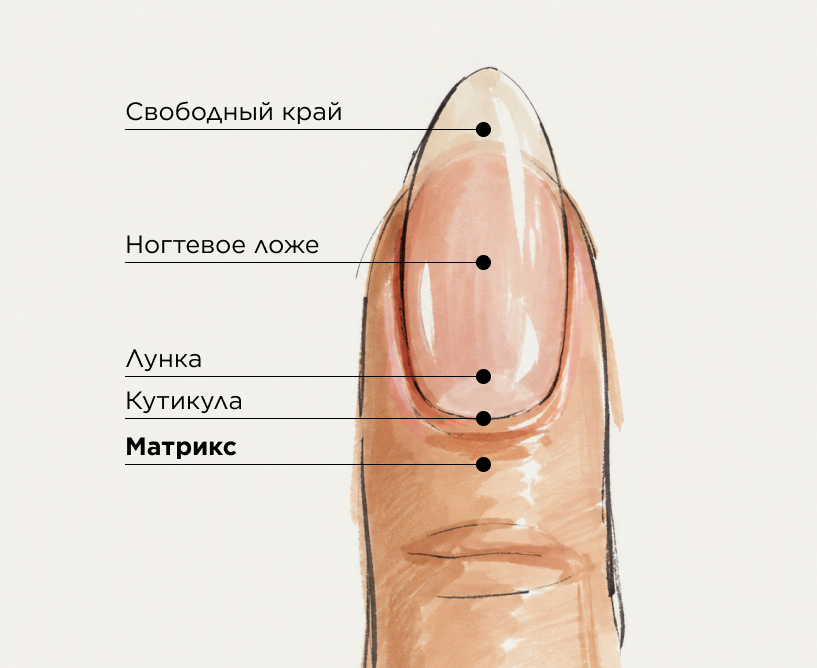 Строение ногтя с обозначением расположения матрикса и других основных частей ногтя