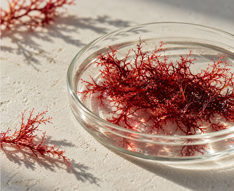 Микроводоросль Haematococcus pluvialis