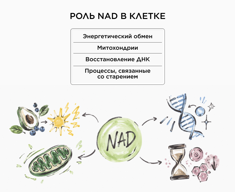 Инфографика о роли NAD в клетке: энергетический обмен, митохондрии, восстановление ДНК и процессы, связанные со старением
