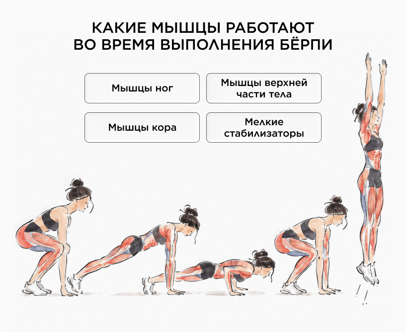 Какие мышцы работают во время выполнения бёрпи